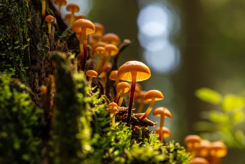 Free Close-up of orange wild mushrooms growing on mossy tree in Finnish forest, capturing natural beauty. Stock Photo