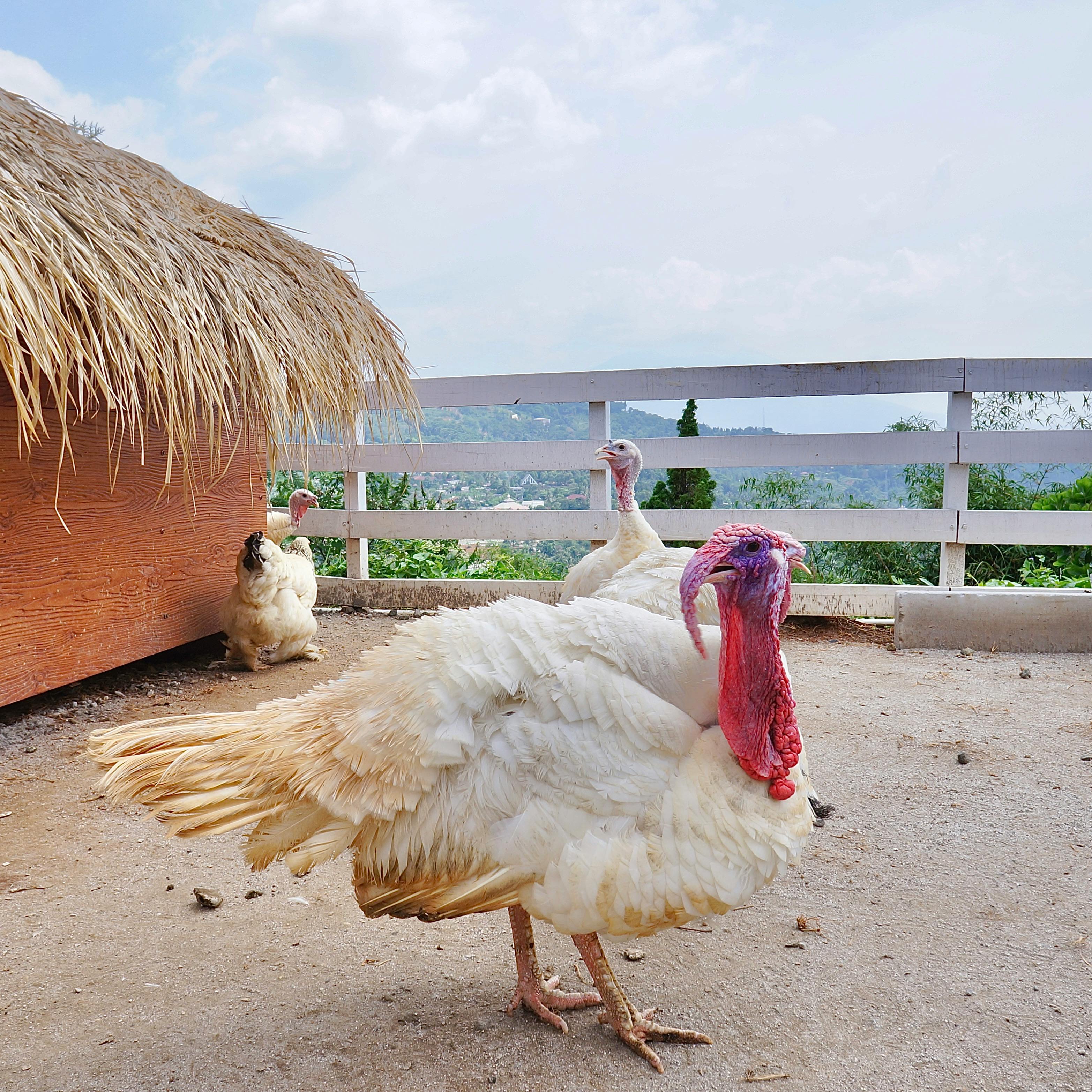 Turkeys