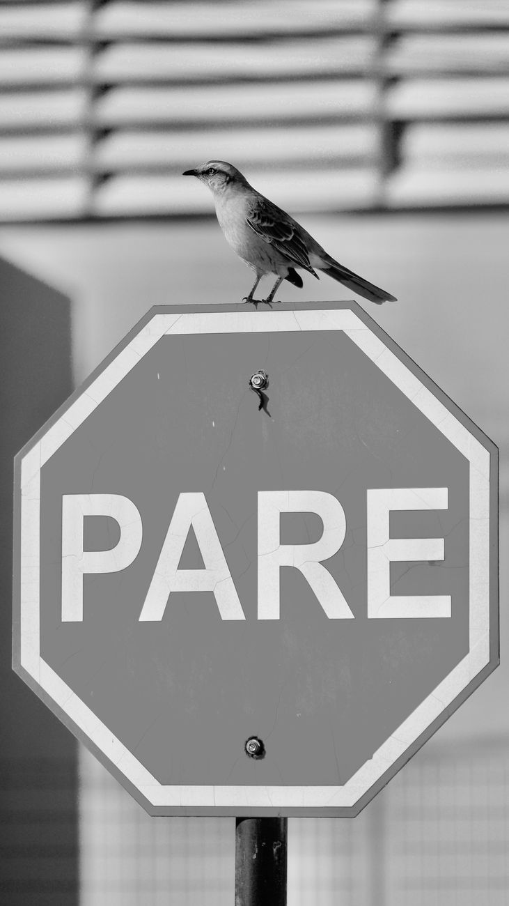 Cómo Realizar una Parada de Emergencia Segura en el Examen Práctico: El Método P.A.R.A.D.A.