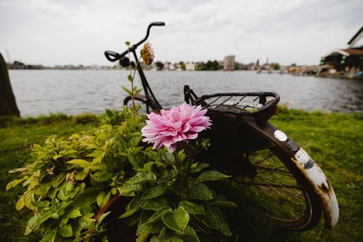 Zaanse Schans windmill day trip — Amsterdam