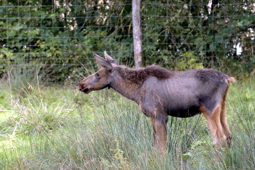 A juvenile moose stands in lush grass with forest backdrop. Perfect for wildlife themes.