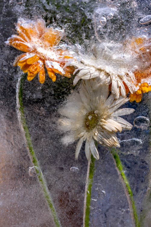 Ingyenes stockfotó gyönyörű virág, jég, mobilkihívás témában