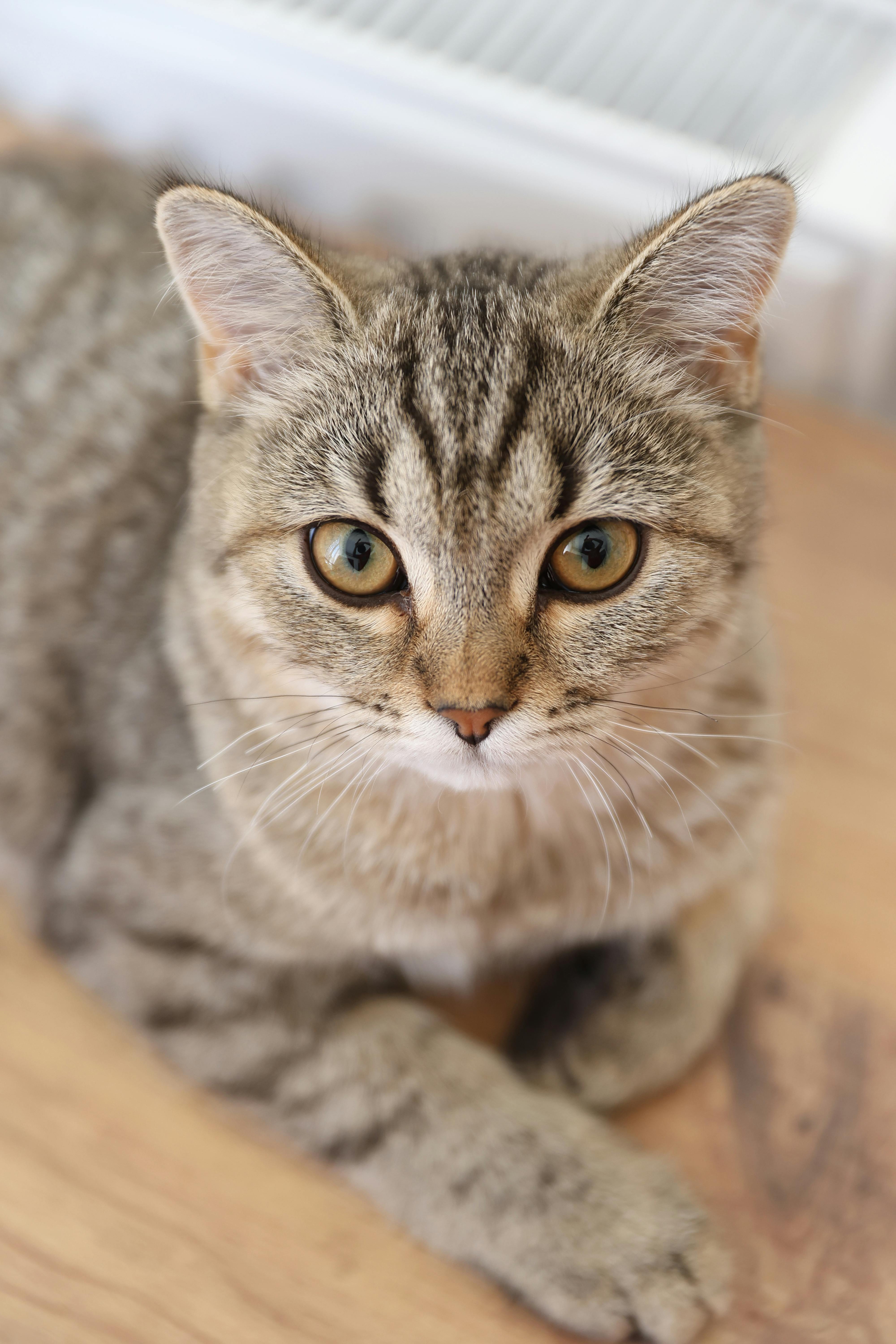 免費 可愛的虎斑貓在木地板上休息 圖庫相片