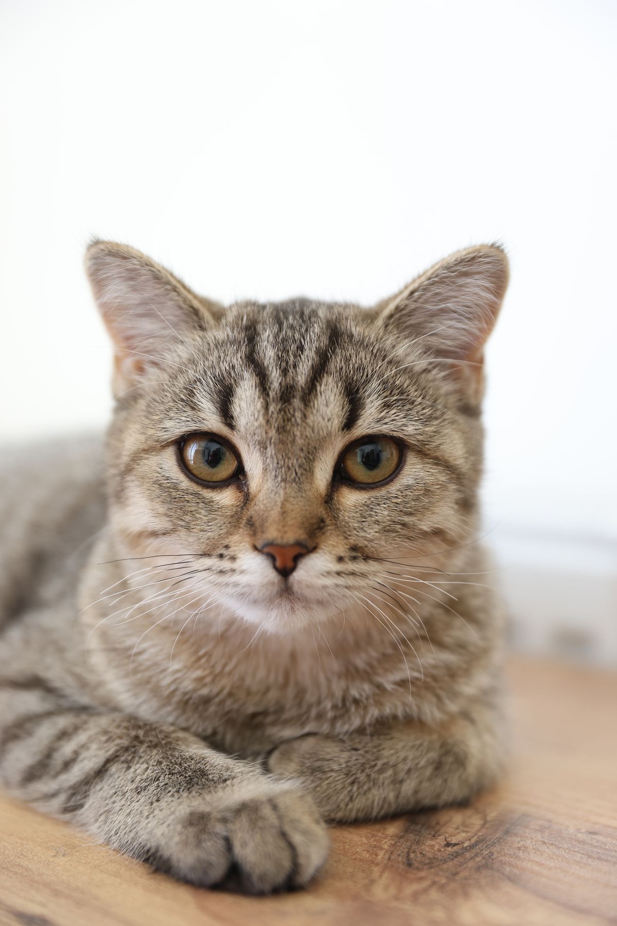On Oak - a cat photograph in the VOID collection.