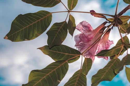 Δωρεάν στοκ φωτογραφιών με 4k ταπετσαρία, ελαφρύς, λουλούδι