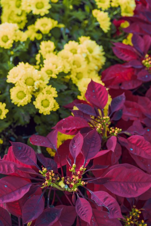 Free Colorful display of red poinsettias and yellow chrysanthemums captured in detail. Stock Photo