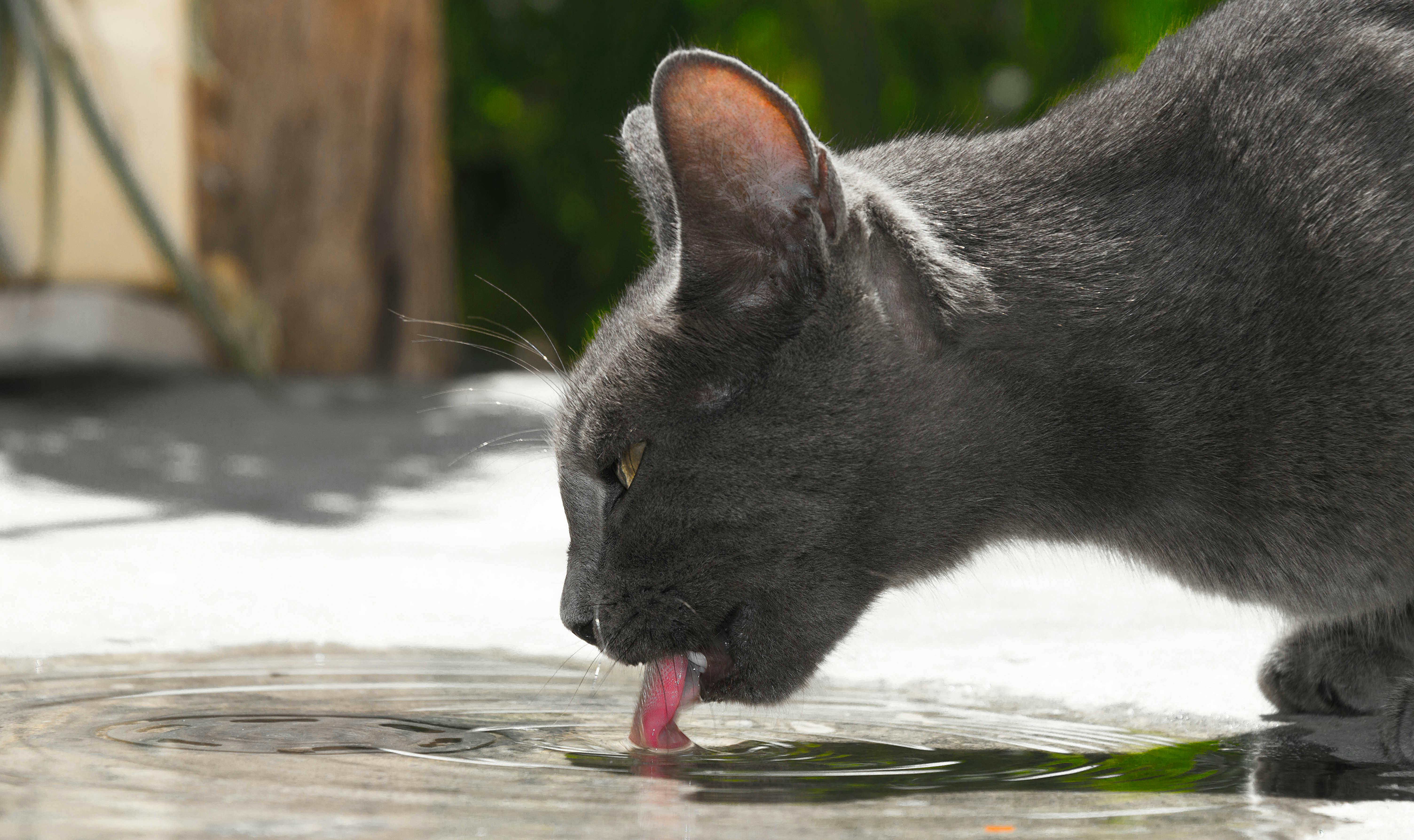 A grey cat drinking water from a puddle outdoors in Tunis, Tunisia.