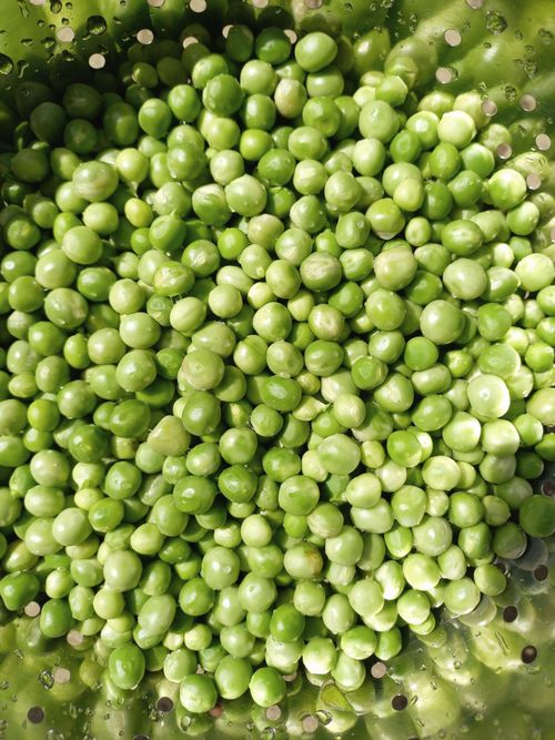 Free A vibrant collection of fresh green peas resting in a metal colander, ready for cooking. Stock Photo
