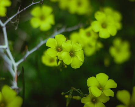 Close-up of vivid yellow oxalis flowers in Jendouba, Tunisia, capturing natural beauty.