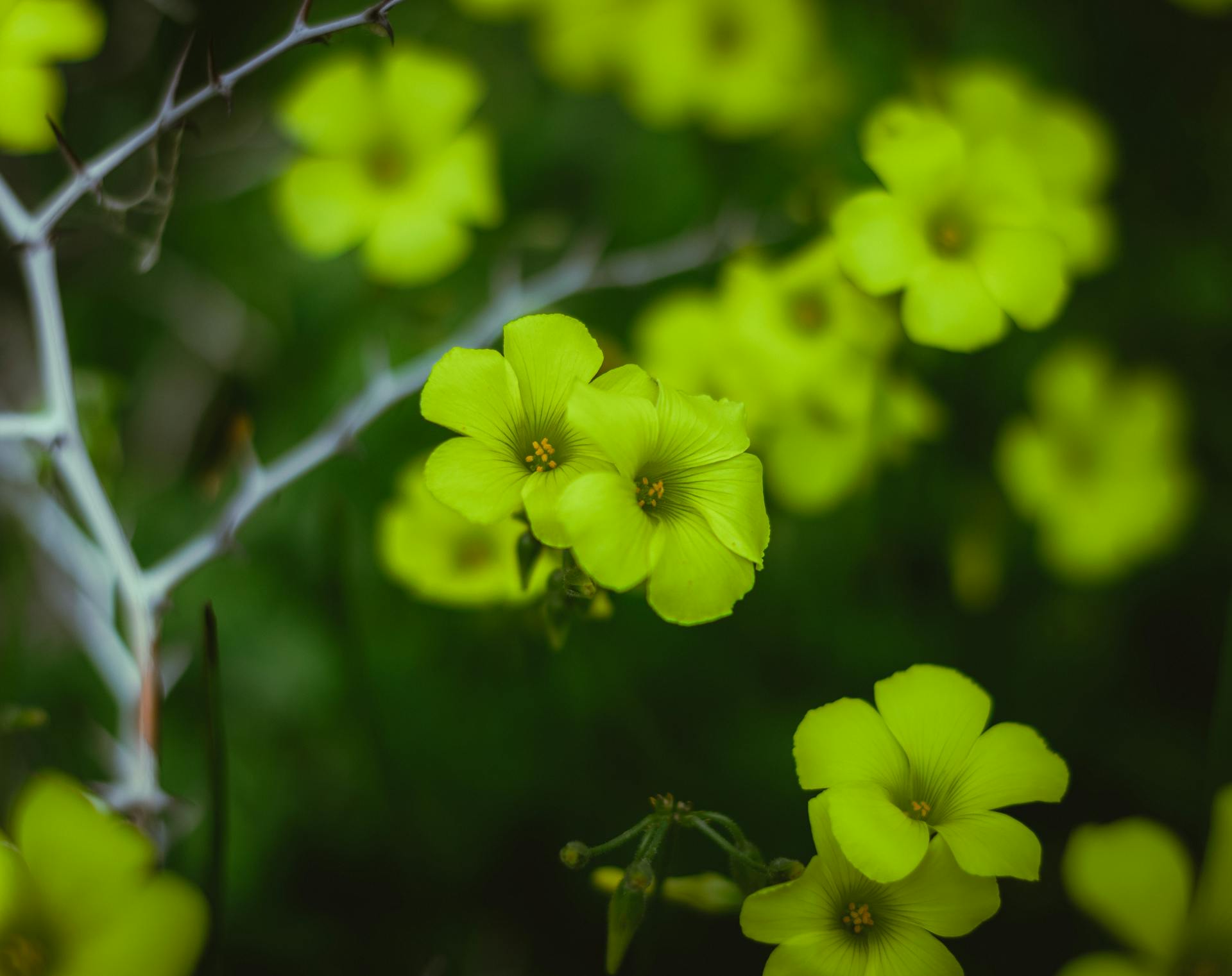 Fleur d'Oxalis Bailey, de couleur jaune