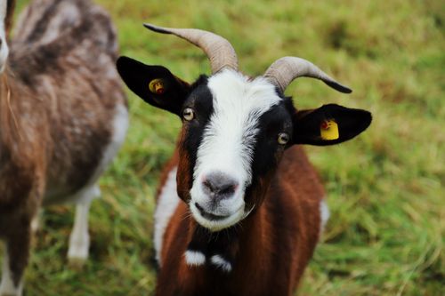 Free Friendly goat with horns in a lush green field, close-up view. Stock Photo