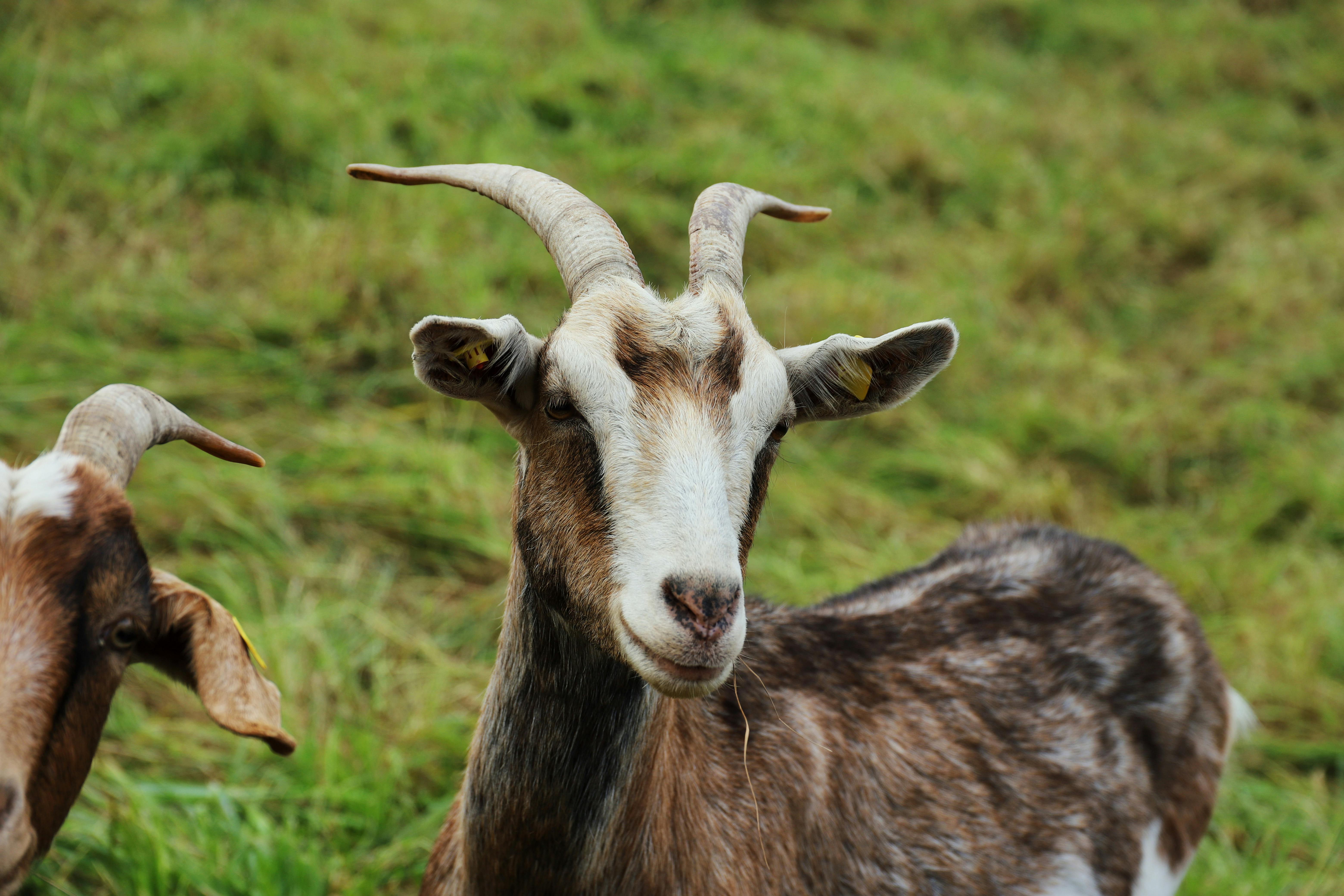 grátis Ziege Foto profissional