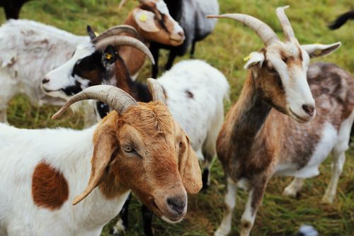 Free Several goats with horns grazing in a rural meadow during the day. Stock Photo