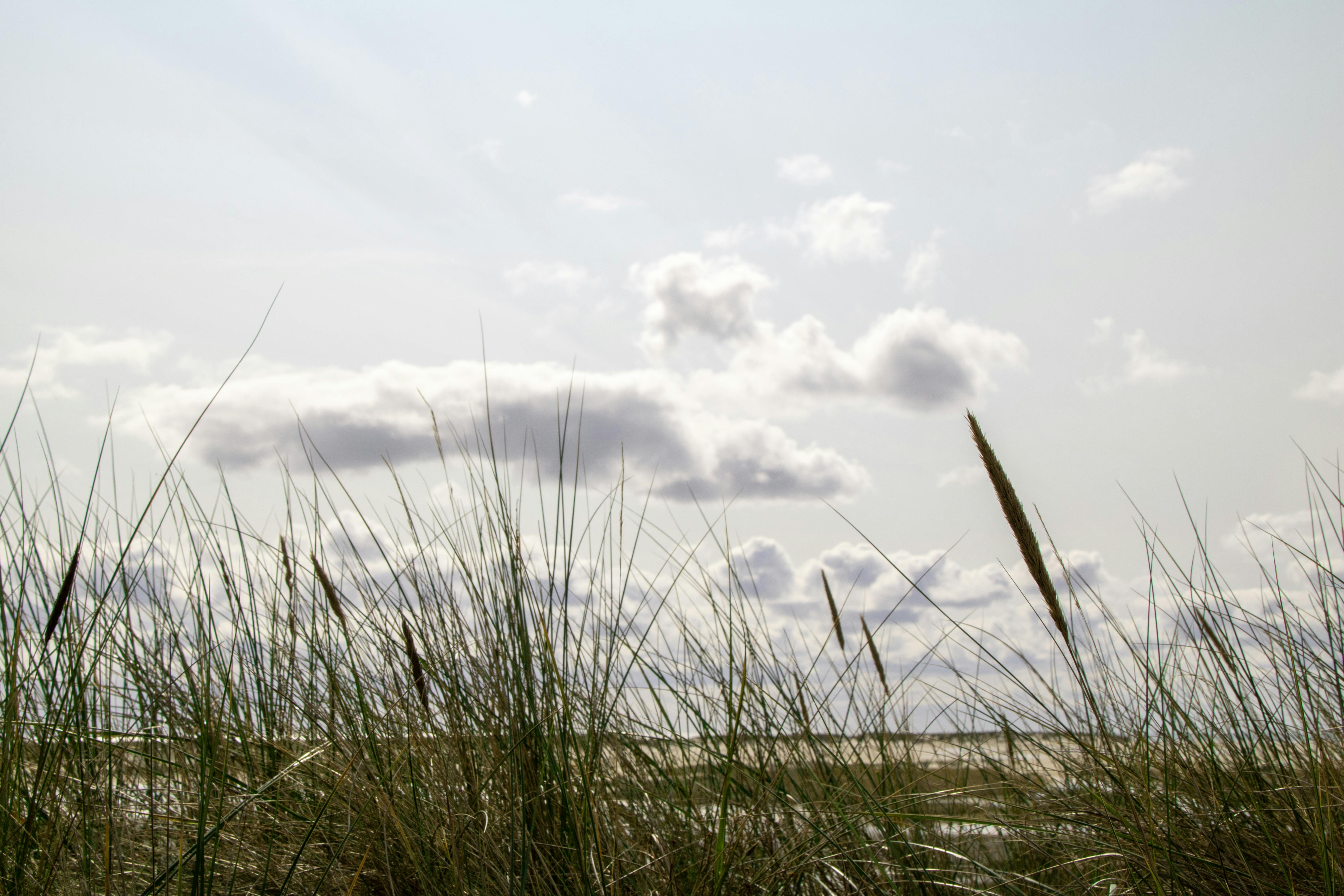 Pokémon Pokopia: Best Cloud Islands &amp; Developer Island Codes — Photo by Frank Rietsch on Pexels