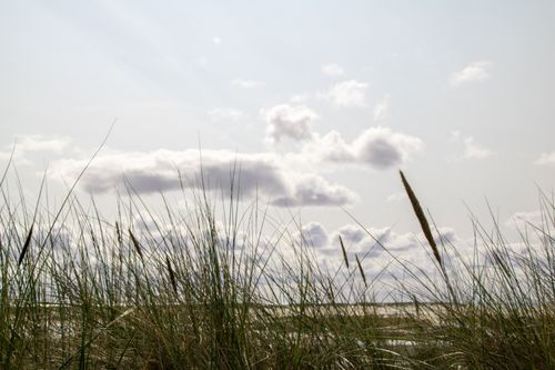 Free Serene view of beach grass under a cloudy sky at Amrum Island, Germany. Stock Photo