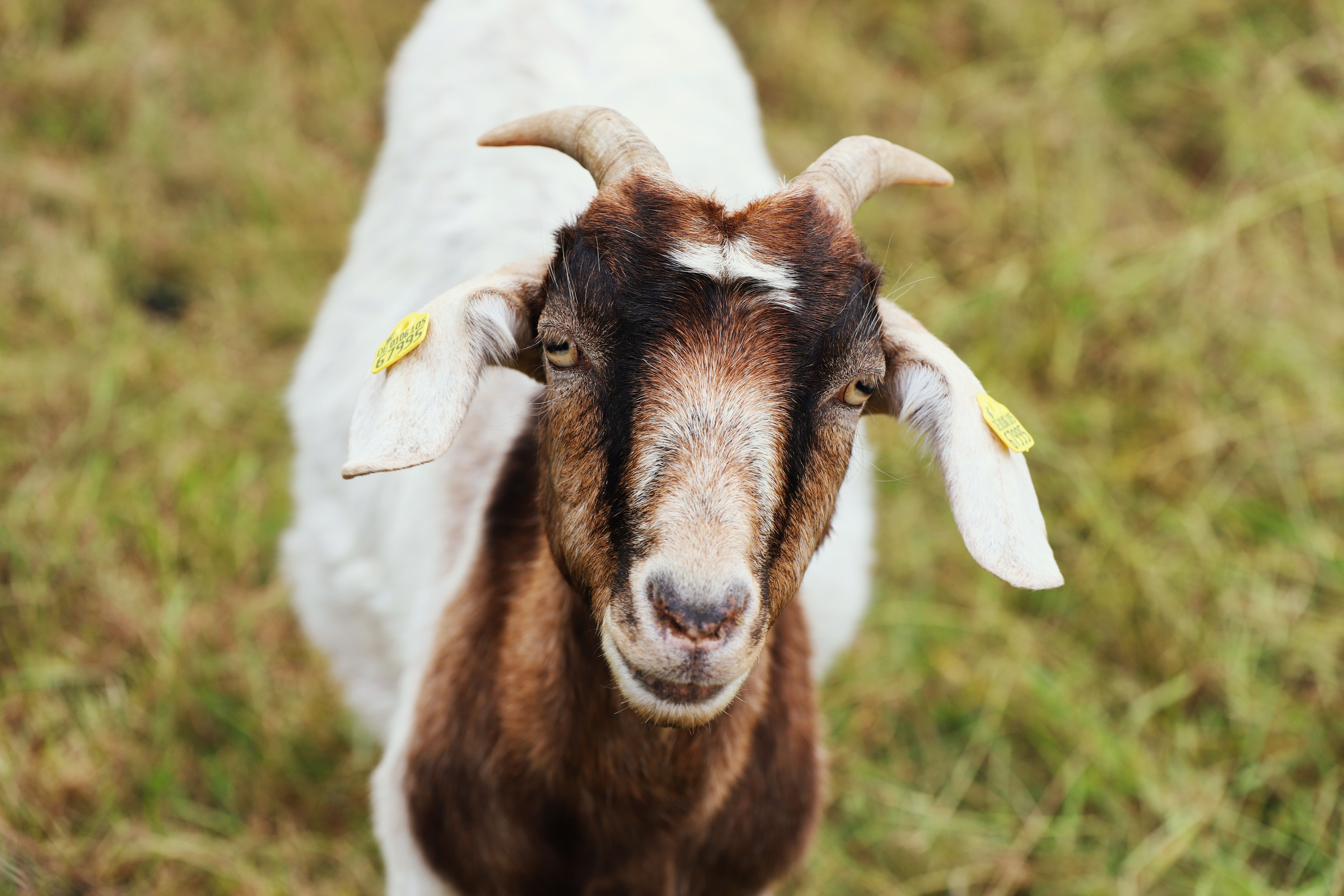 Veterinary care for a goat