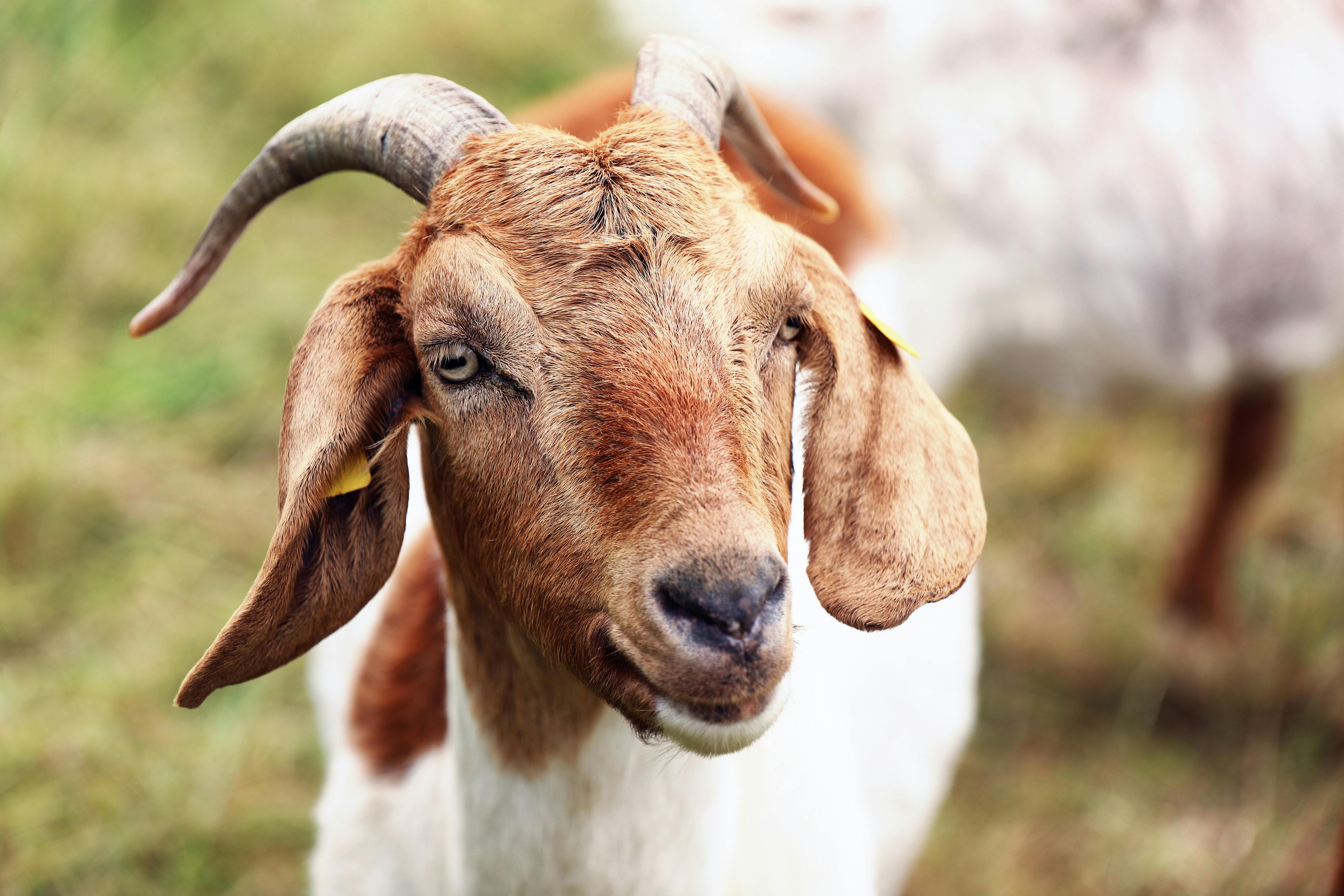 grátis Ziege Foto profissional