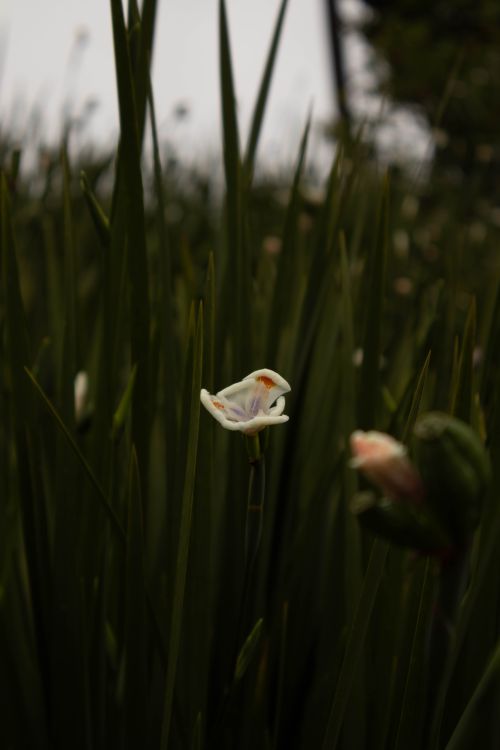 Free A close-up of a white flower blooming amidst tall green grass outdoors. Stock Photo
