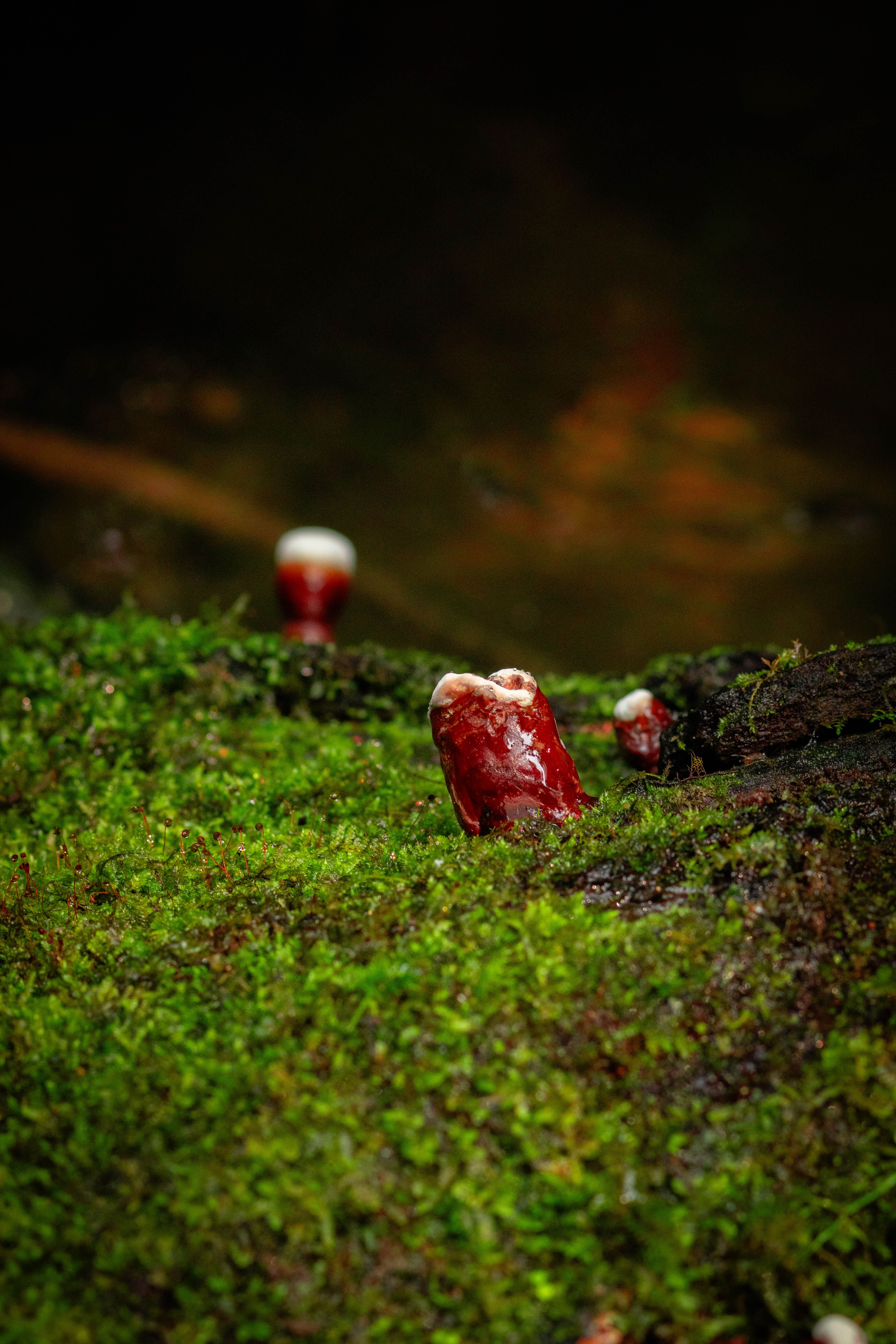 Reishi mushrooms growing on moss in their natural forest habitat