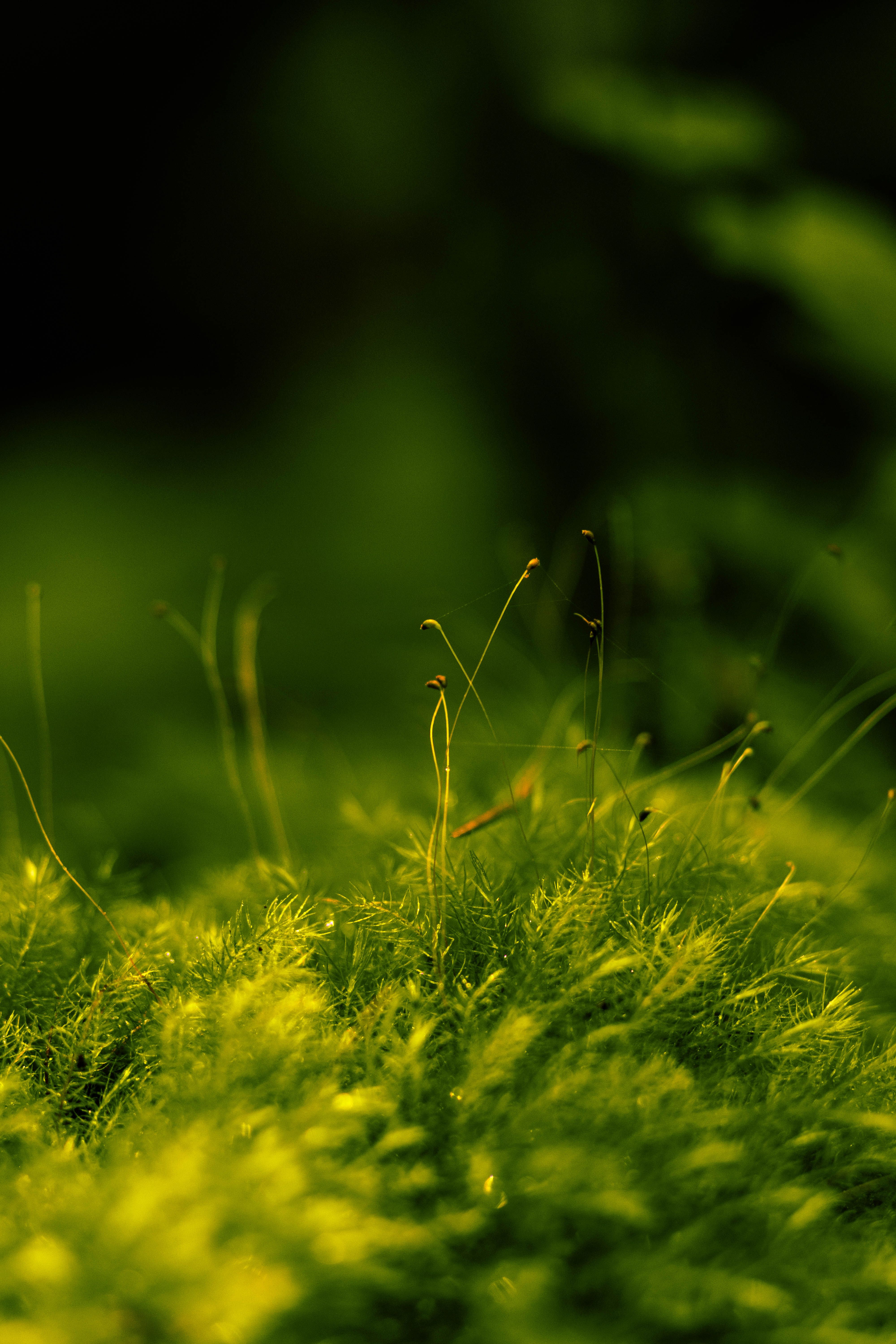 Close-up of vibrant green moss with delicate sprouts, showcasing nature's texture and micro-life.