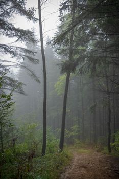 A serene misty path in a lush forest near Myślenice, Poland. Perfect for nature and travel themes.