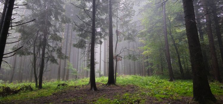 Serene misty forest scene in Myślenice, Poland with tall trees and lush greenery.