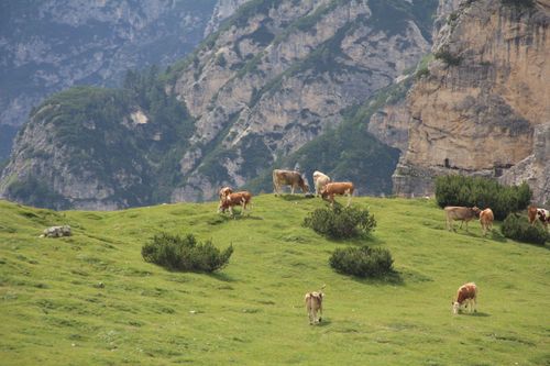 Free A peaceful scene of cows grazing on lush green pastures amidst rocky mountains. Stock Photo