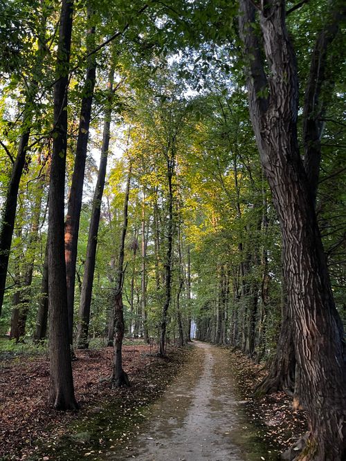 Free Tranquil forest pathway lined with tall trees, capturing the essence of early autumn. Stock Photo