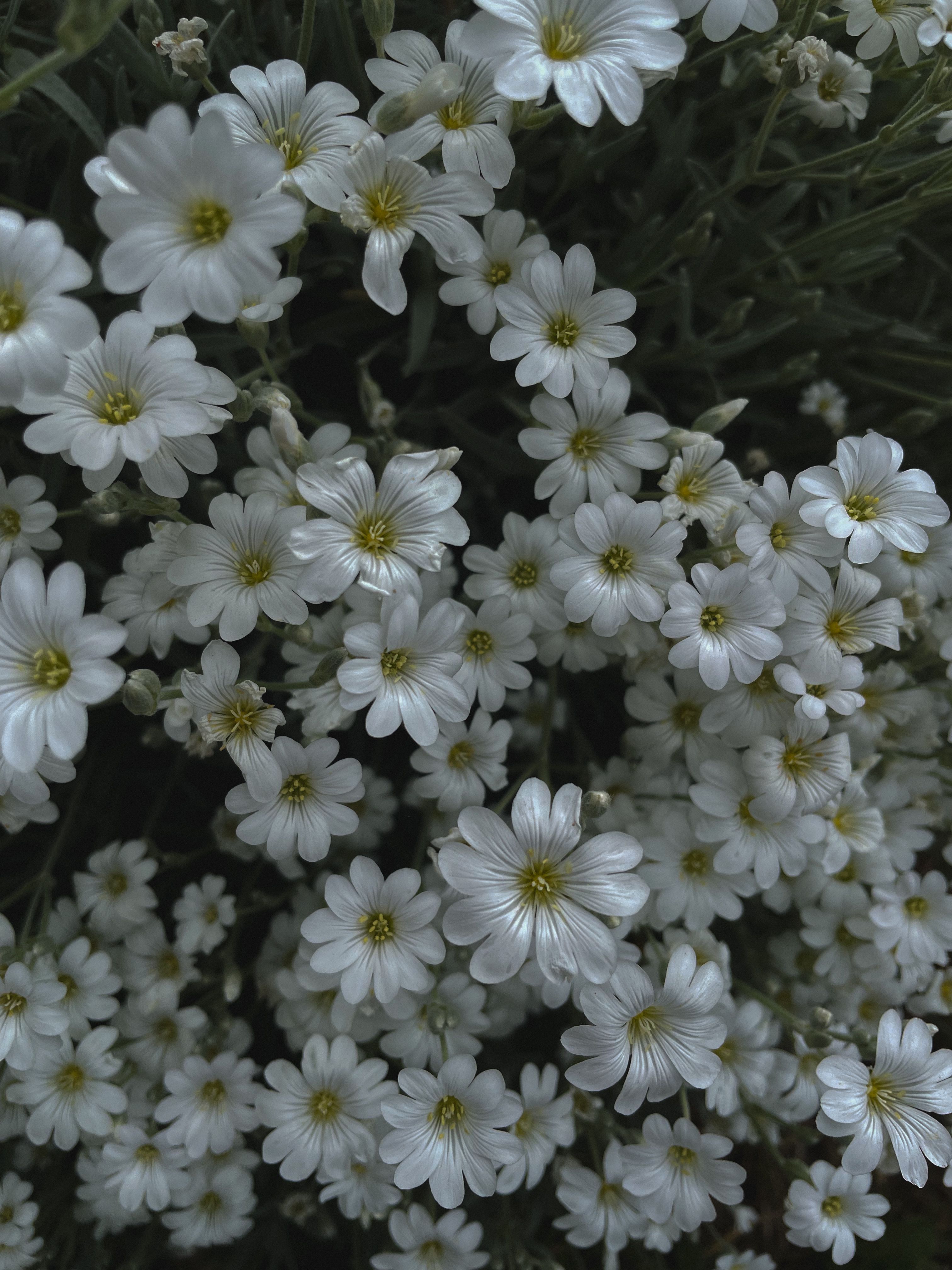 Close-up of White Flowers in Bloom Outdoors · Free Stock Photo