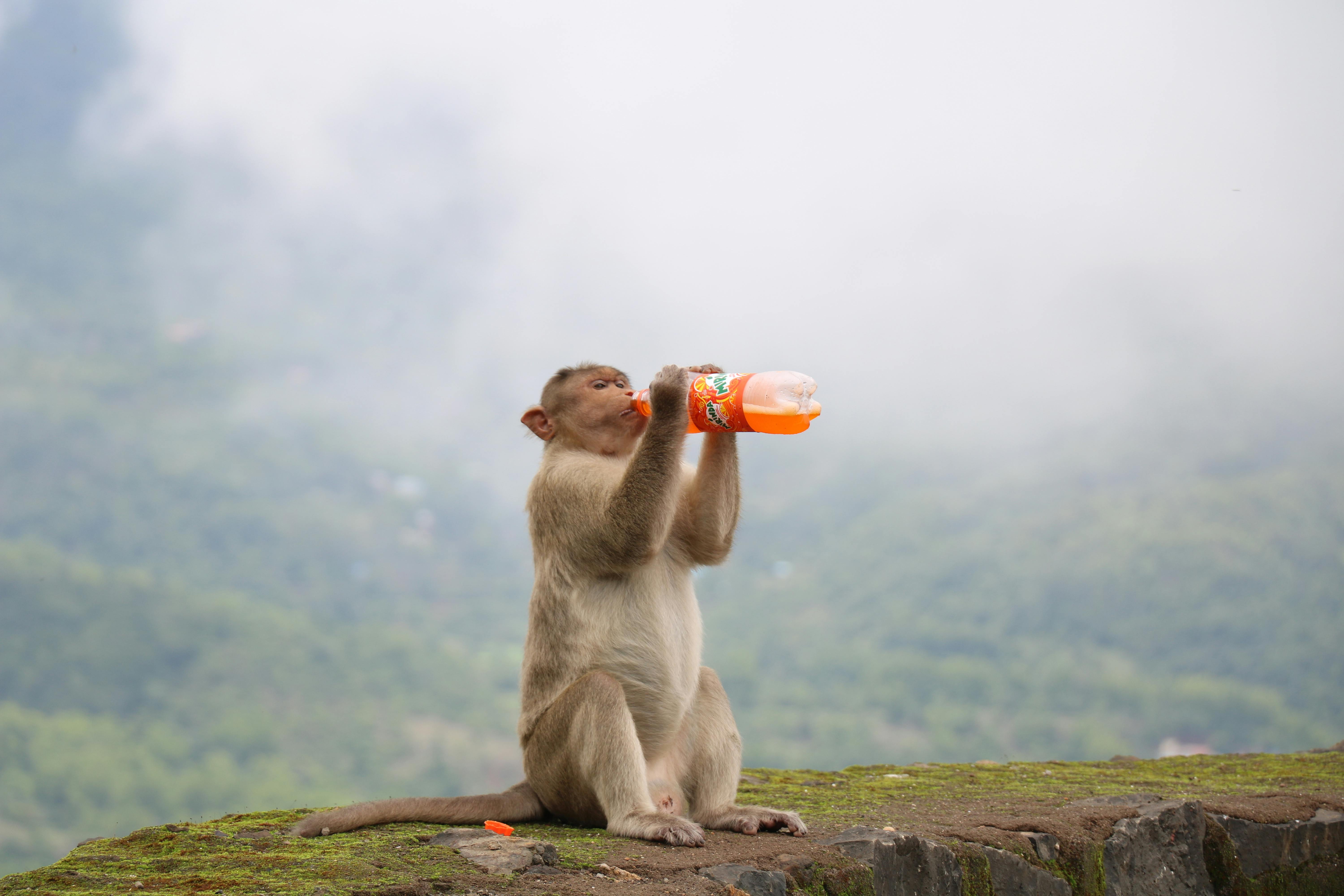 brown monkey drinking fanta bottle