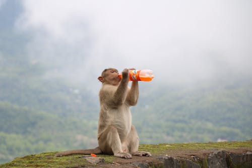 Brown Monkey Drinking Fanta Flasche