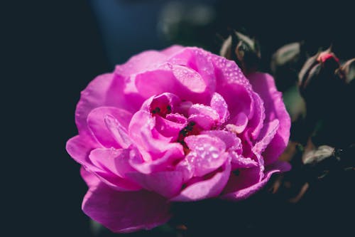 Free stock photo of beautiful flower, beauty, close-up