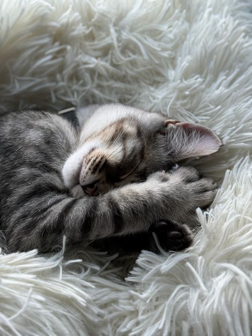 Free Adorable tabby kitten peacefully sleeping on a fluffy white blanket. Perfect pet or comfort themed image. Stock Photo