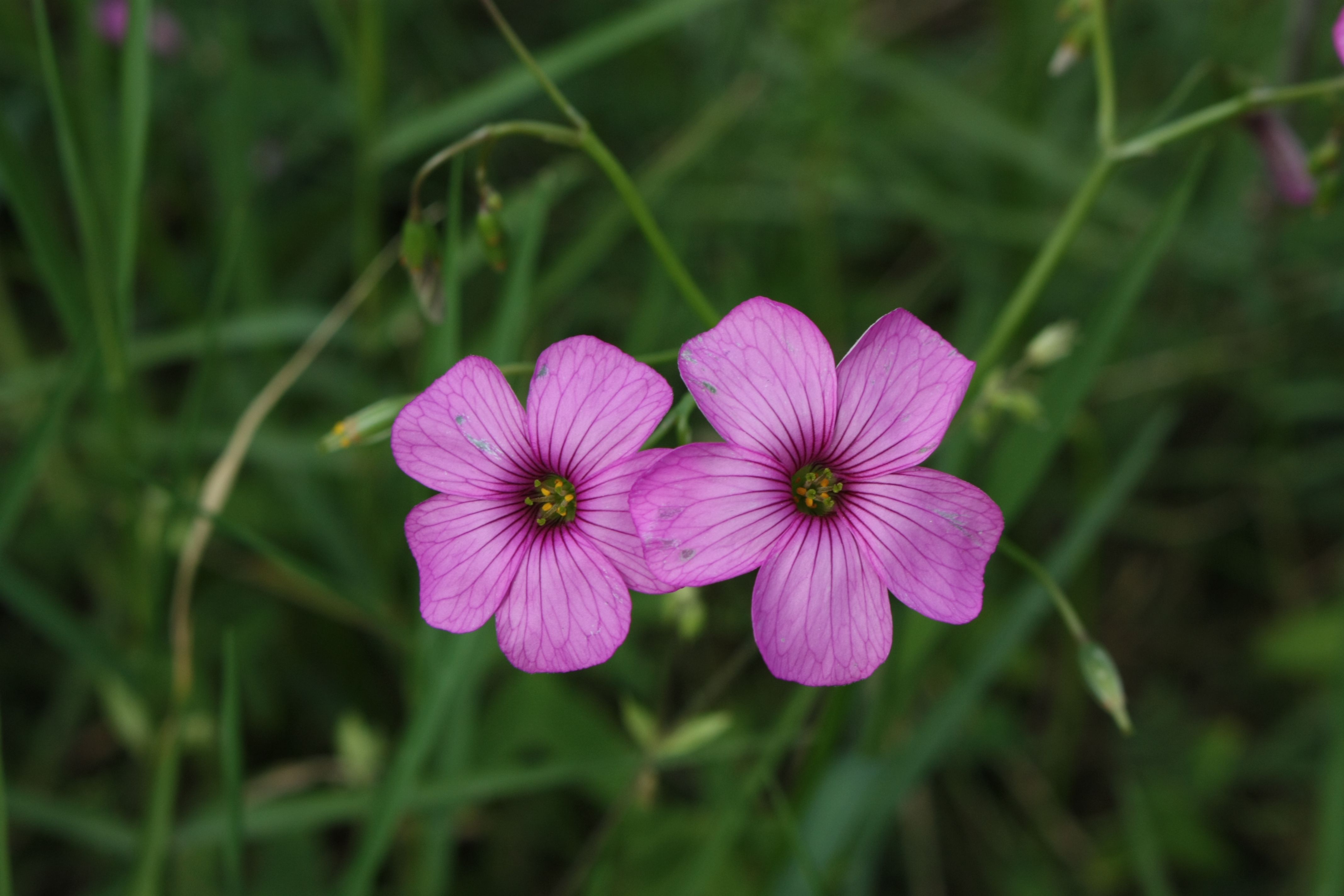 [ColoSach]-beautiful-pink-oxalis-flowers-captured-up-close-in-a-lush-green-meadow-setting.