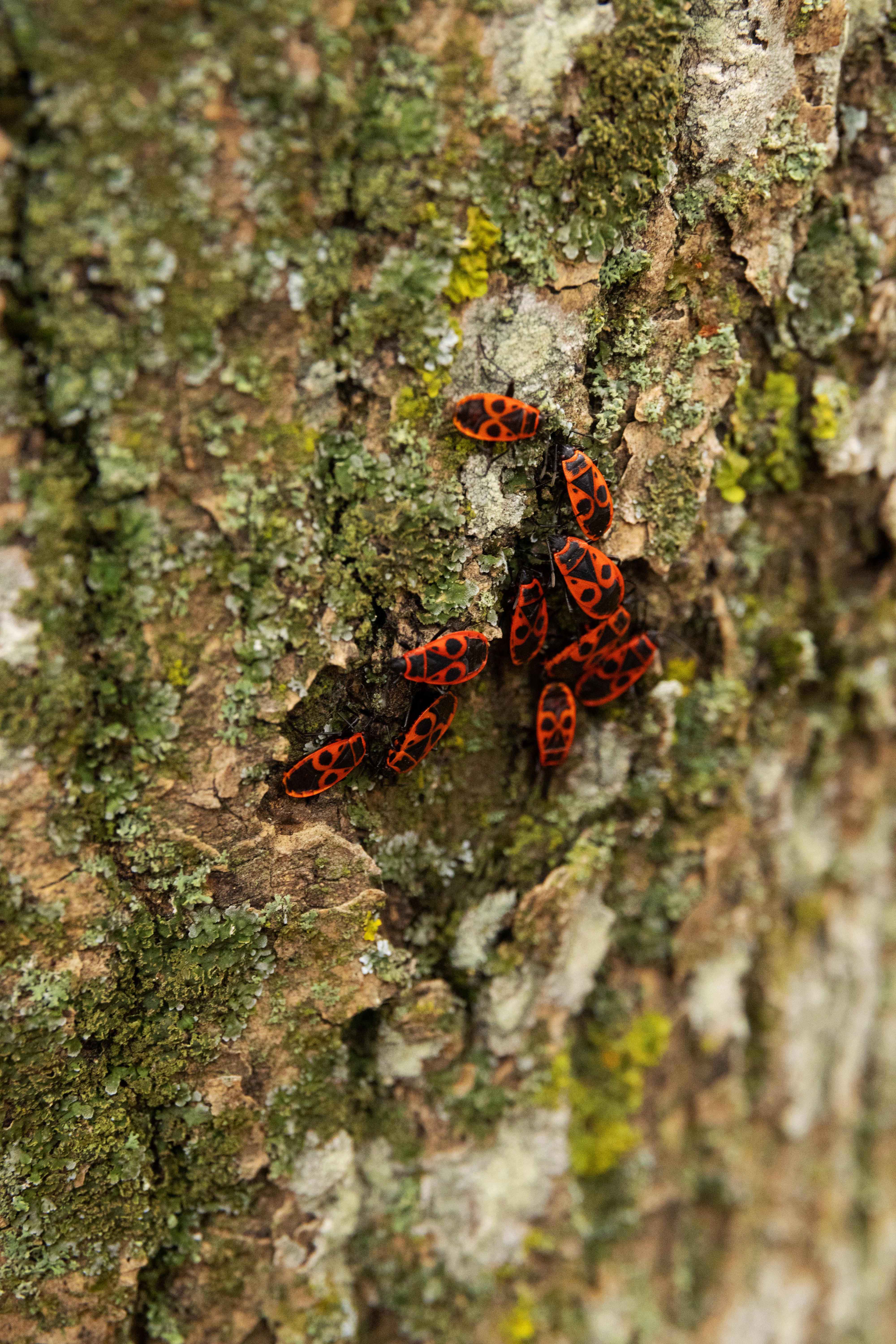 A group of firebugs clustered on a textured tree bark, showcasing natural camouflage.