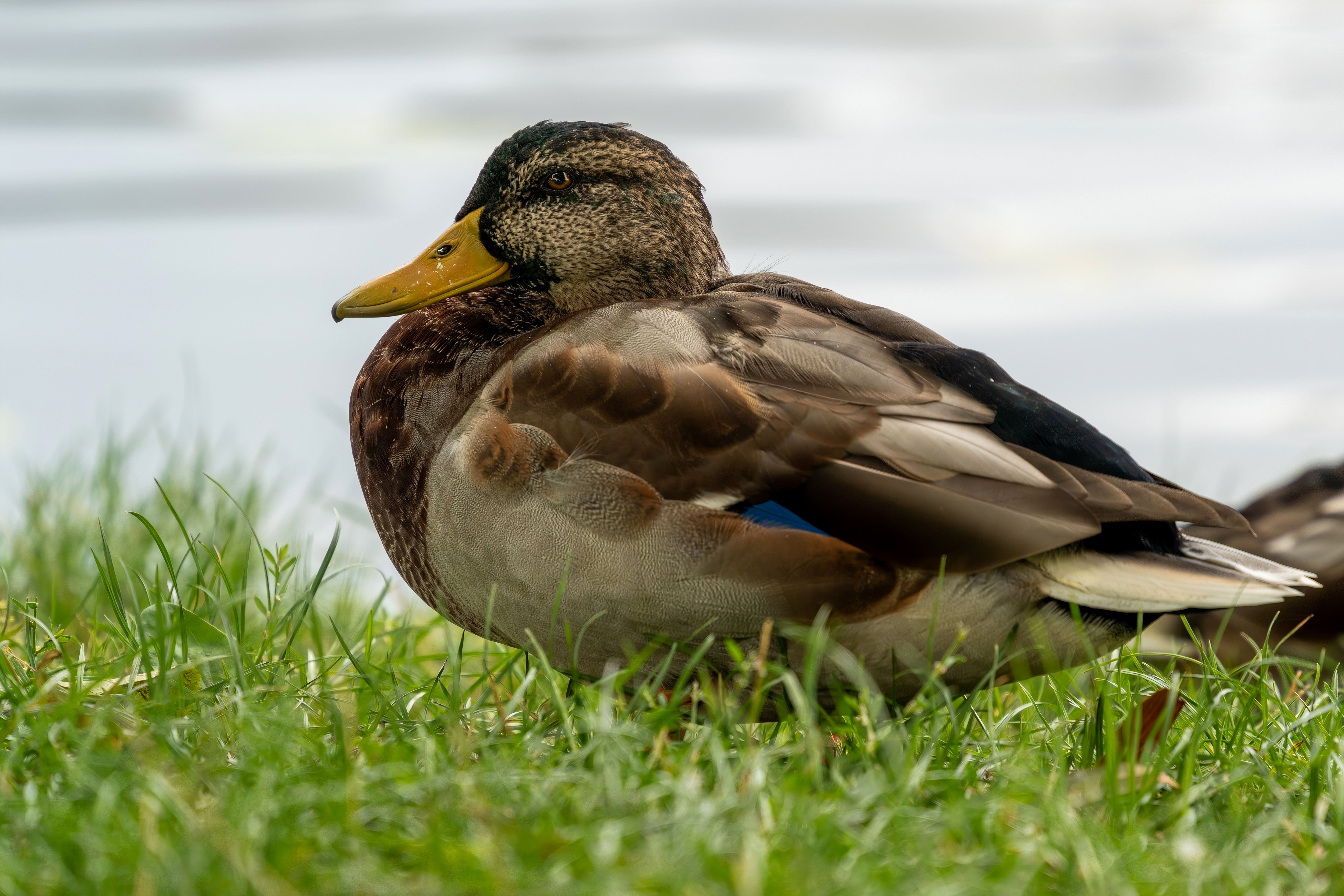 Detailed shot of a mallard duck resting on a grassy riverbank.