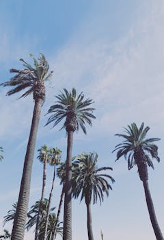 从低角度仰望，加利福尼亚州圣莫尼卡的高大棕榈树在晴朗的天空下展现出热带氛围