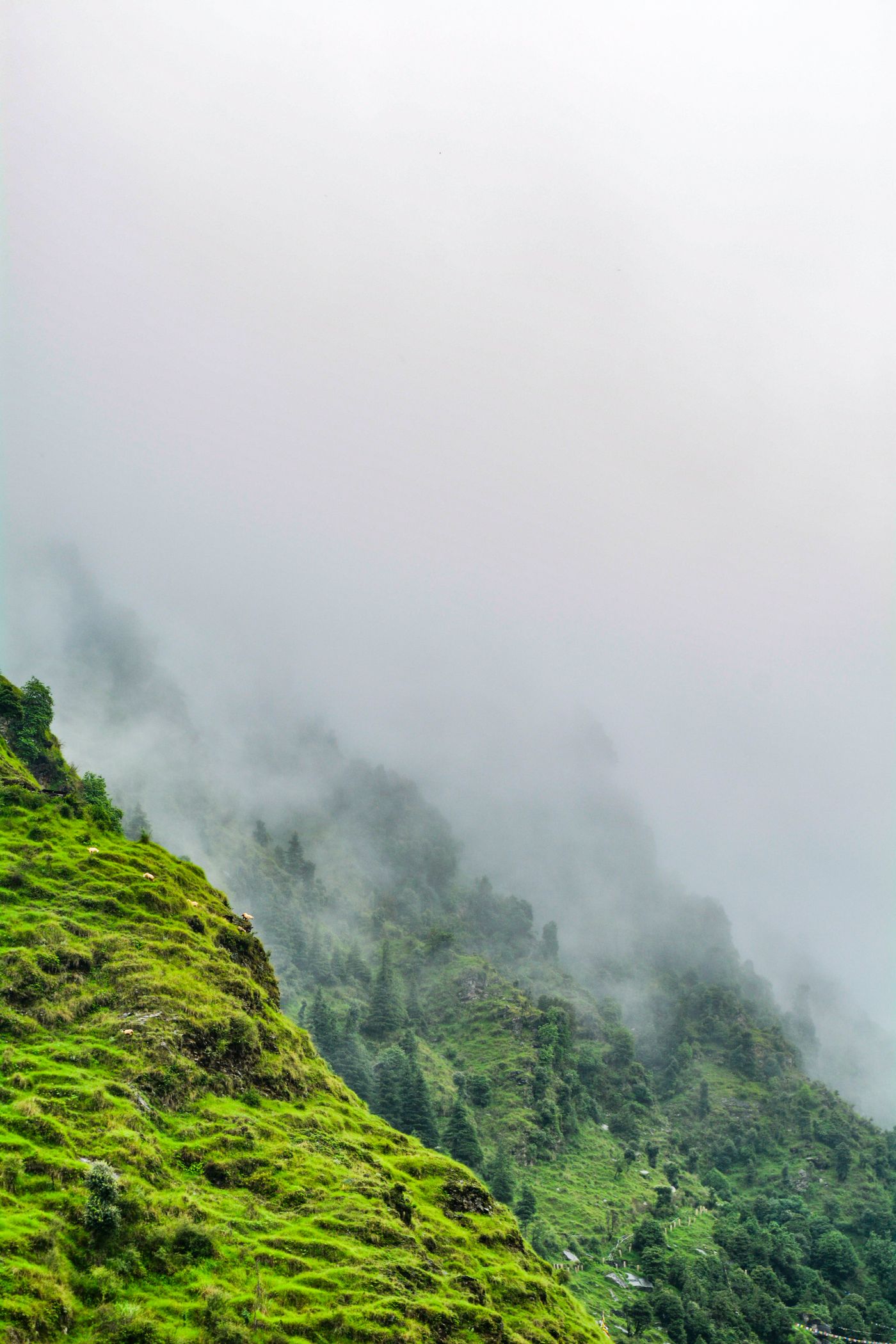 Where the green never ends - misty green mountain landscape