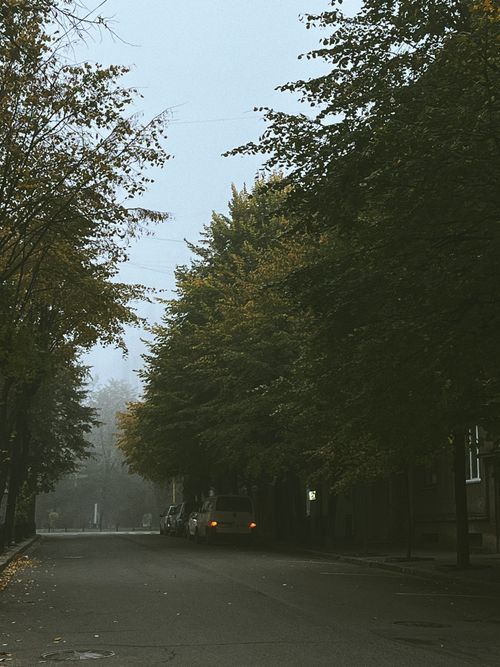 Free Quiet misty street with trees, autumn ambiance, and dim lighting. Stock Photo