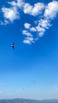 Serene scene of blue sky, fluffy clouds, and bird in flight.