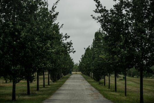 A tranquil path bordered by lush green trees under a cloudy, overcast sky.