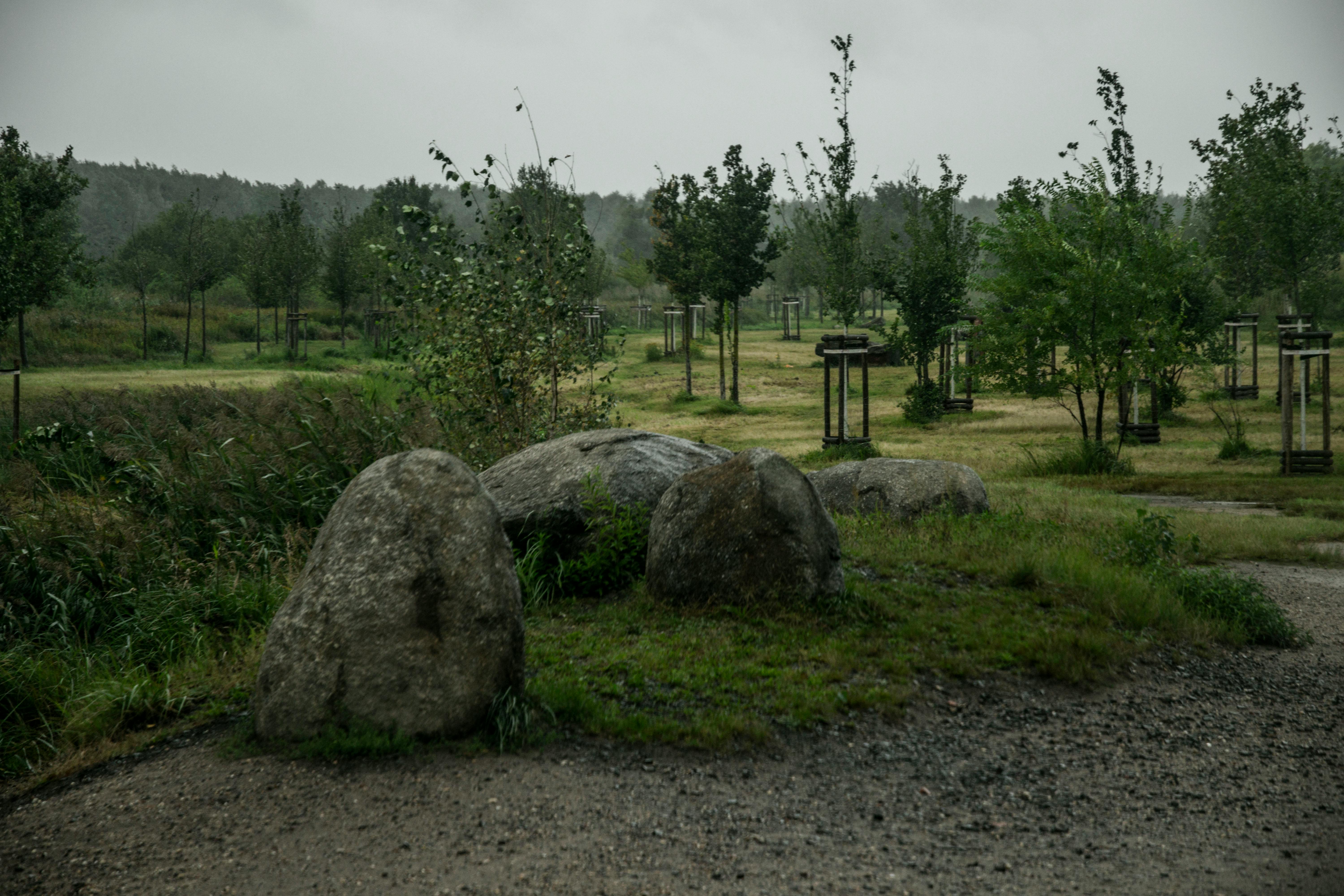 Peaceful outdoor scene of a rainy landscape with trees and large rocks.