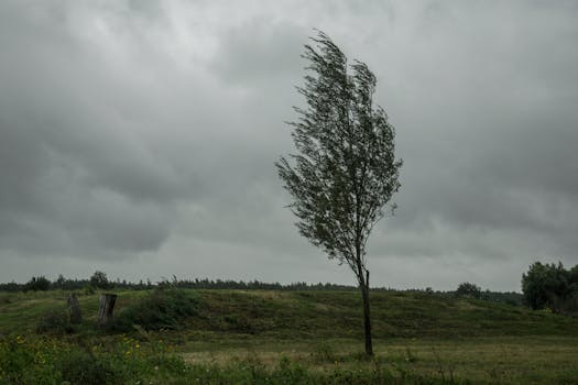 A solitary tree stands against dark, stormy skies in a lush green field, evoking mystery and solitude.