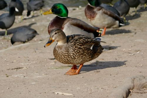 Free A peaceful gathering of ducks near a pond on a sunny day. Stock Photo