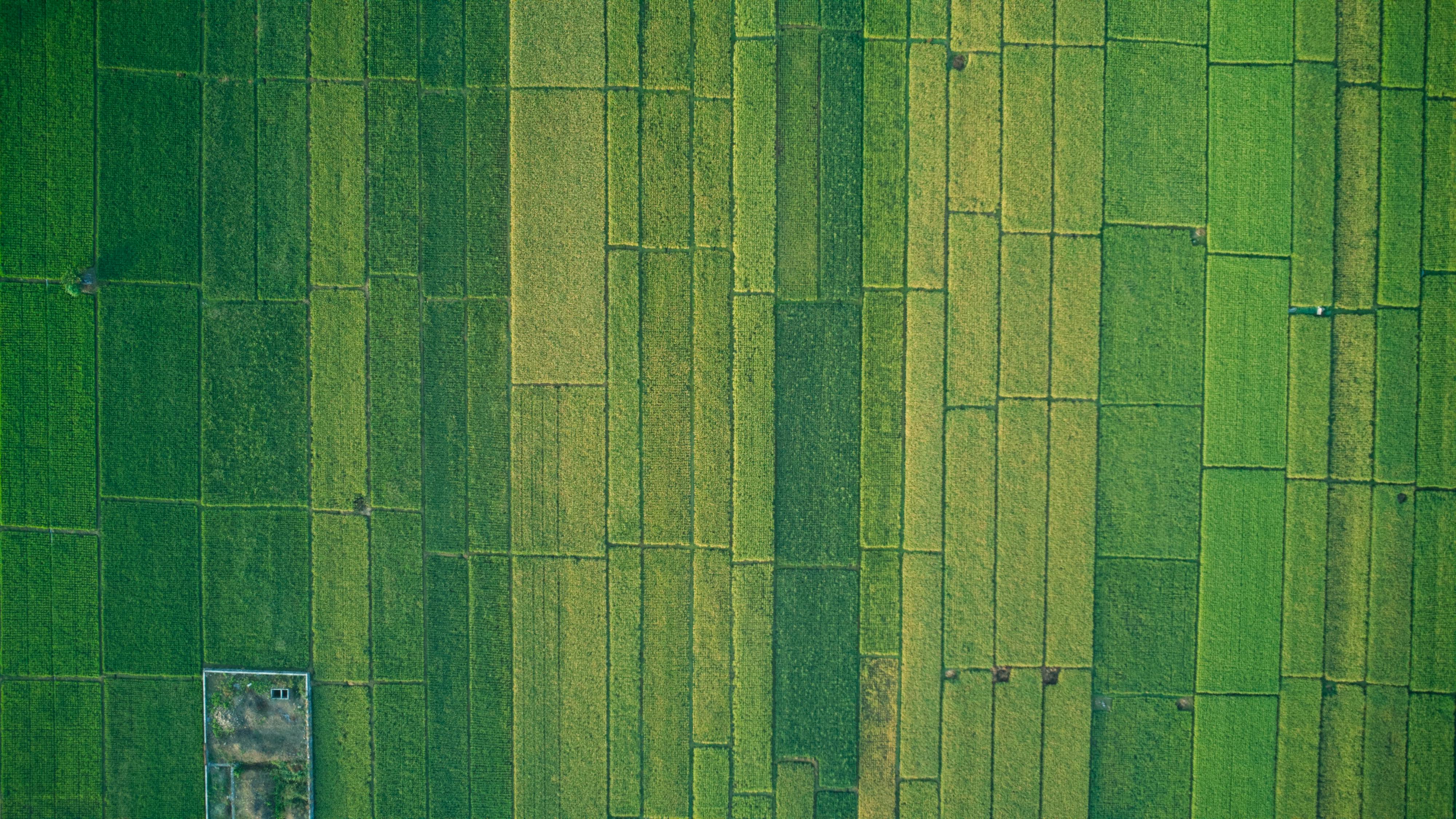 Gratis Vista Aerea Delle Lussureggianti Risaie Verdi In Indonesia Foto a disposizione