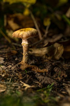 Close-up of a solitary mushroom amidst autumn leaves in a forest.