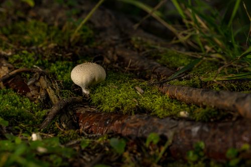 Free A puffball mushroom nestled in lush moss and roots in a forest near Rouyn-Noranda, QC. Stock Photo