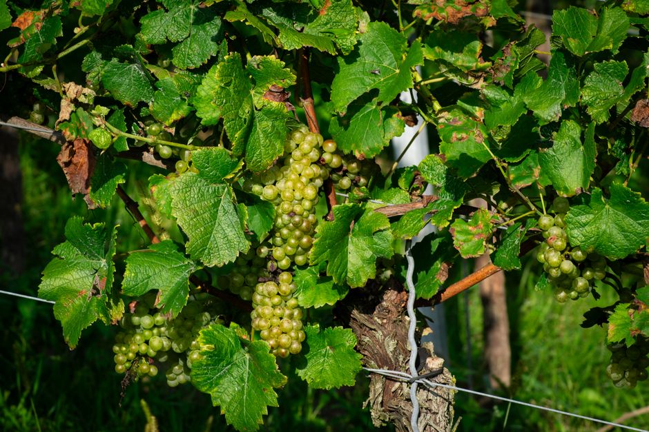 Vibrant cluster of green grapes on vine, ready for harvest under sunlight.
