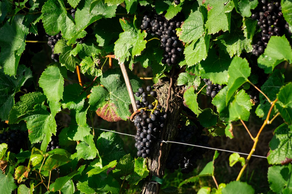 Vignoble luxuriant avec des raisins mûrs au soleil, vendanges dans le Médoc