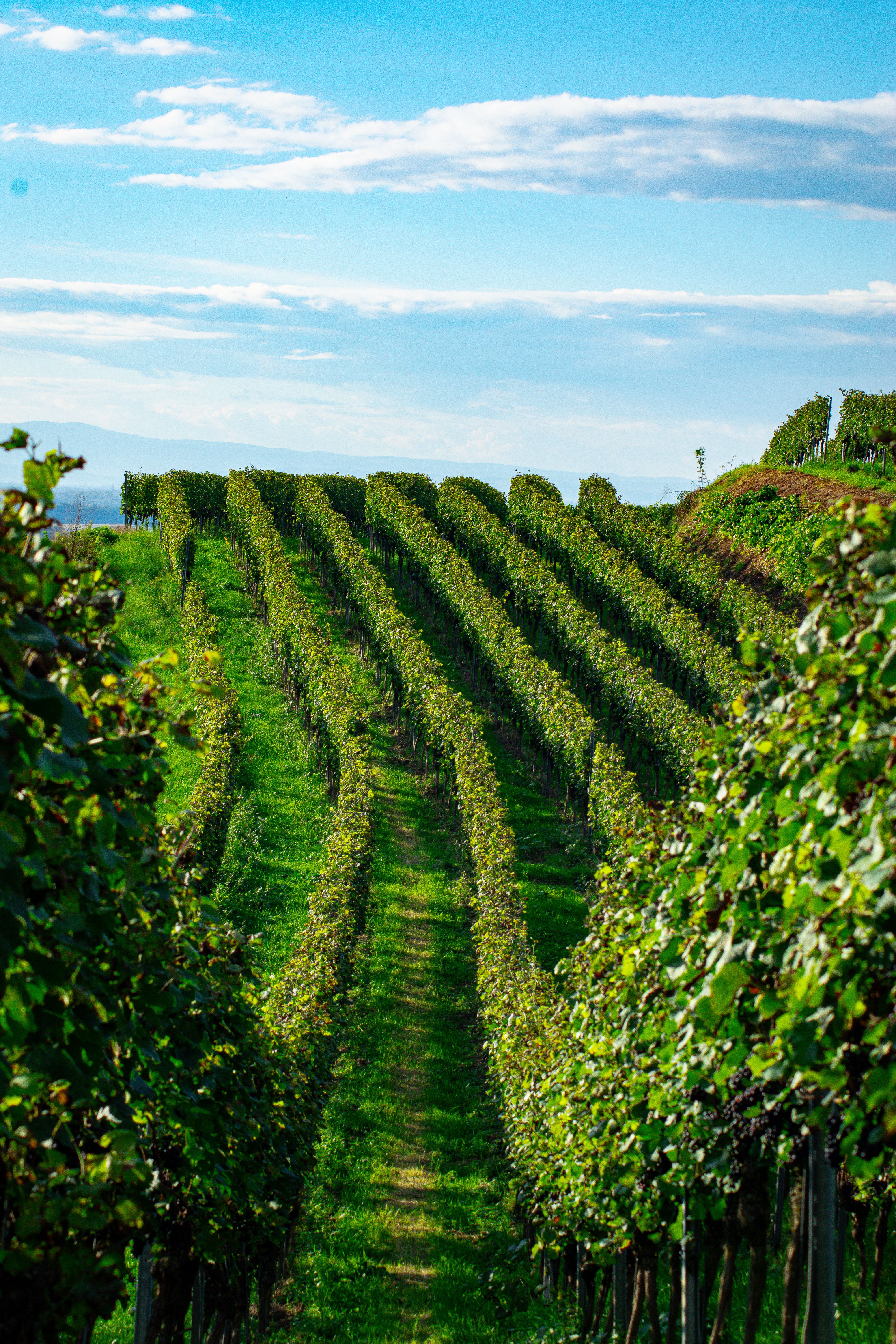 Beautiful vineyard with lush green vines under a clear blue sky, perfect for wine production.